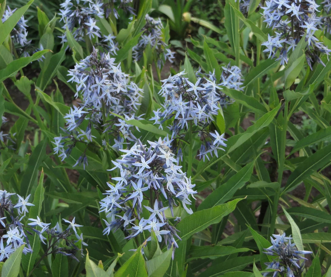 Shining Blue Star Amsonia Tabernaemontana, Flowering Seeds For Planting