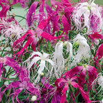  fringed pink, red, and white dianthus spooky mix blooms in garden

