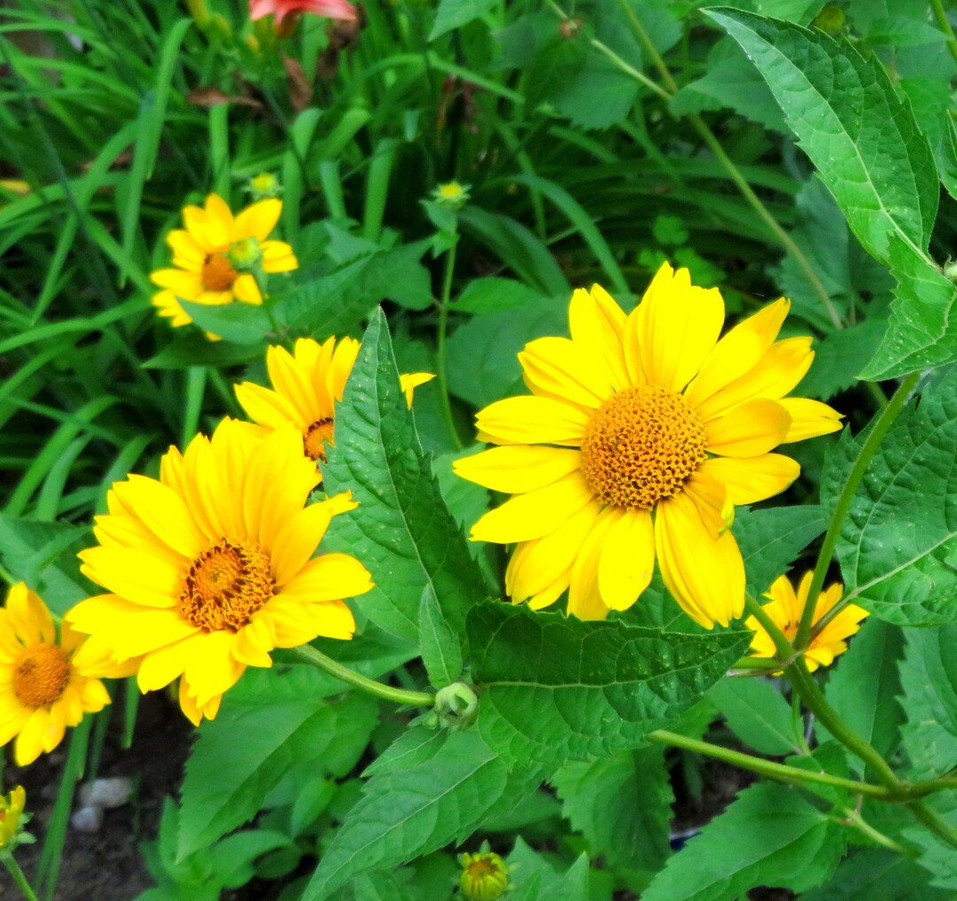 Early Sunflower Seeds Heliopsis helianthoides Ox-Eye Native Perennial – Heirloom, Non-GMO, High Germination Organic Garden Seeds