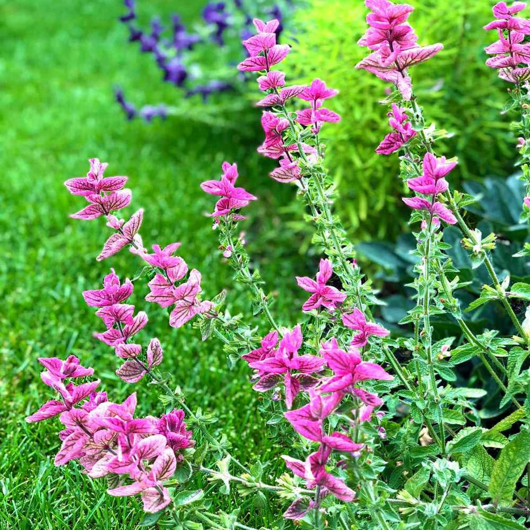 Clary Sage Seeds - Pink Sundae