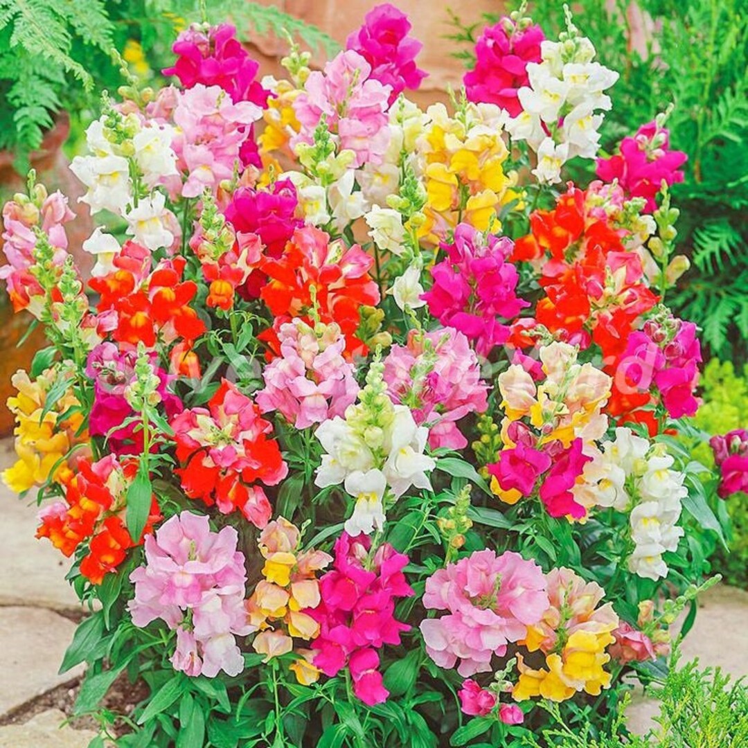 Snapdragon Tetra Mix - Seeds - Pollinator & Hummingbird Friendly – Heirloom, Non-GMO, High Germination Organic Garden Seeds