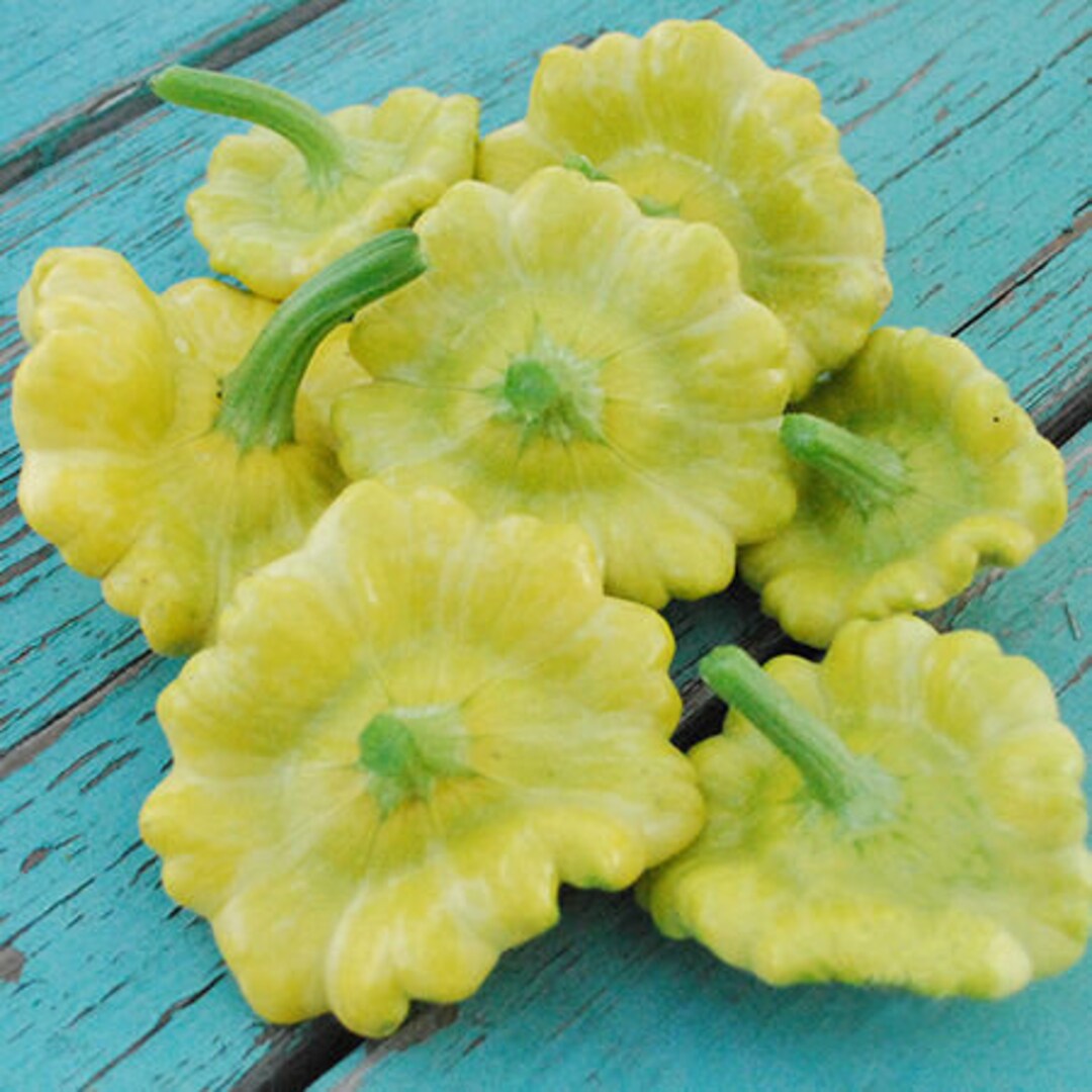 Gelber Englischer Custard Squash Seeds Genuine – Heirloom, Non-GMO, High Germination Organic Garden Seeds