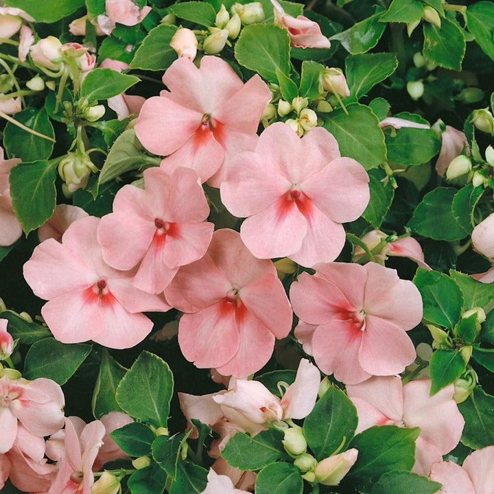 Pink Lizzie Flower Seeds for Planting, 100