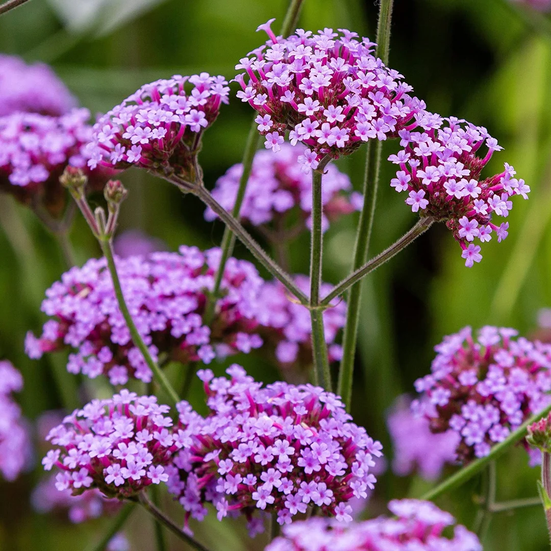 Violet Lychnis Flower Seeds for Planting - 100