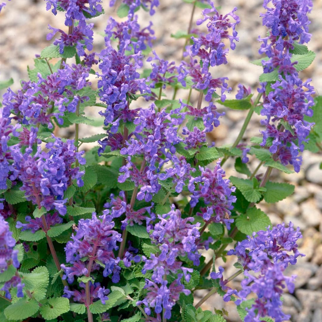 Lemon Catnip (Nepeta citriodora) Herb Seeds for Planting-Heirloom & Non-GMO Seeds for planting