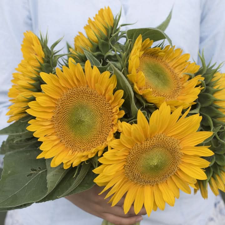 Sunrich Gold Sunflower Seeds for Planting – Bright, Pollen-Free Blooms for Cutting Gardens