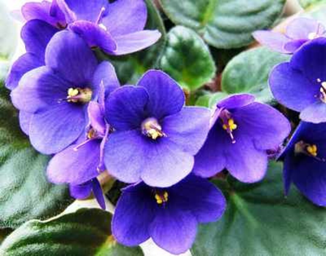 African Moonstone Violet Perennial Flowering Seeds For Planting