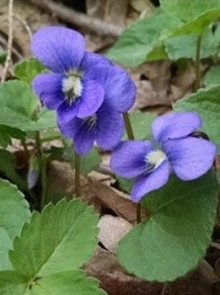 Blue Violet Flower Seeds for Planting, NON GMO Seeds Dhara Seeds