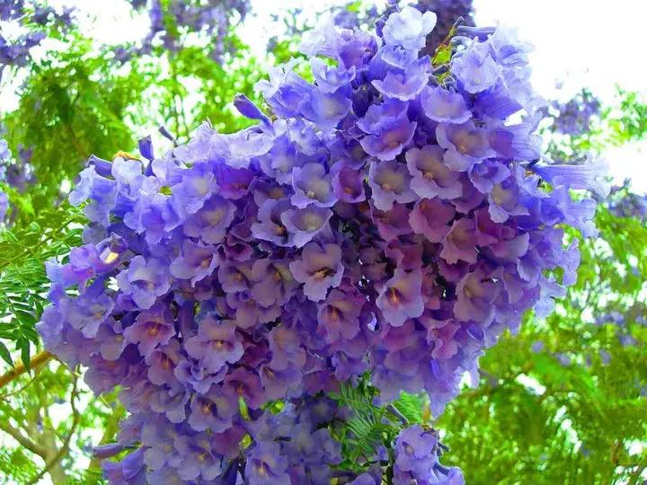 Purple Jacaranda Flower Seeds for Planting - NON GMO Seeds Dhara Seeds