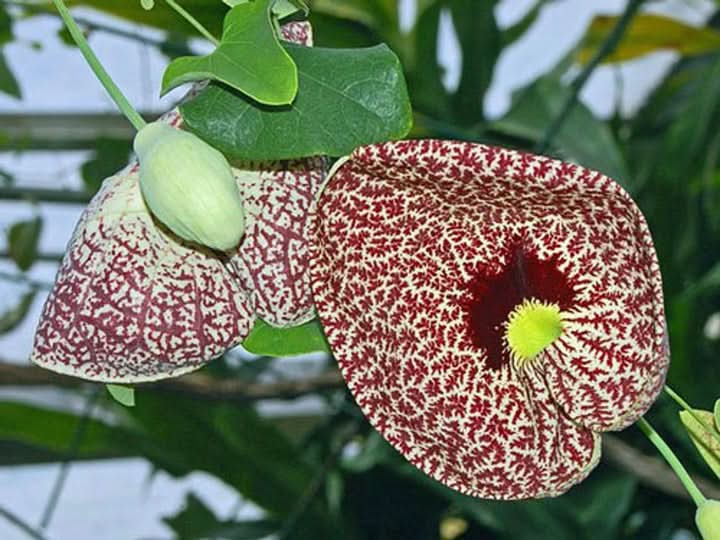 Aristolochia Elegans Flower Seeds for Planting – Exotic Vine Blooms