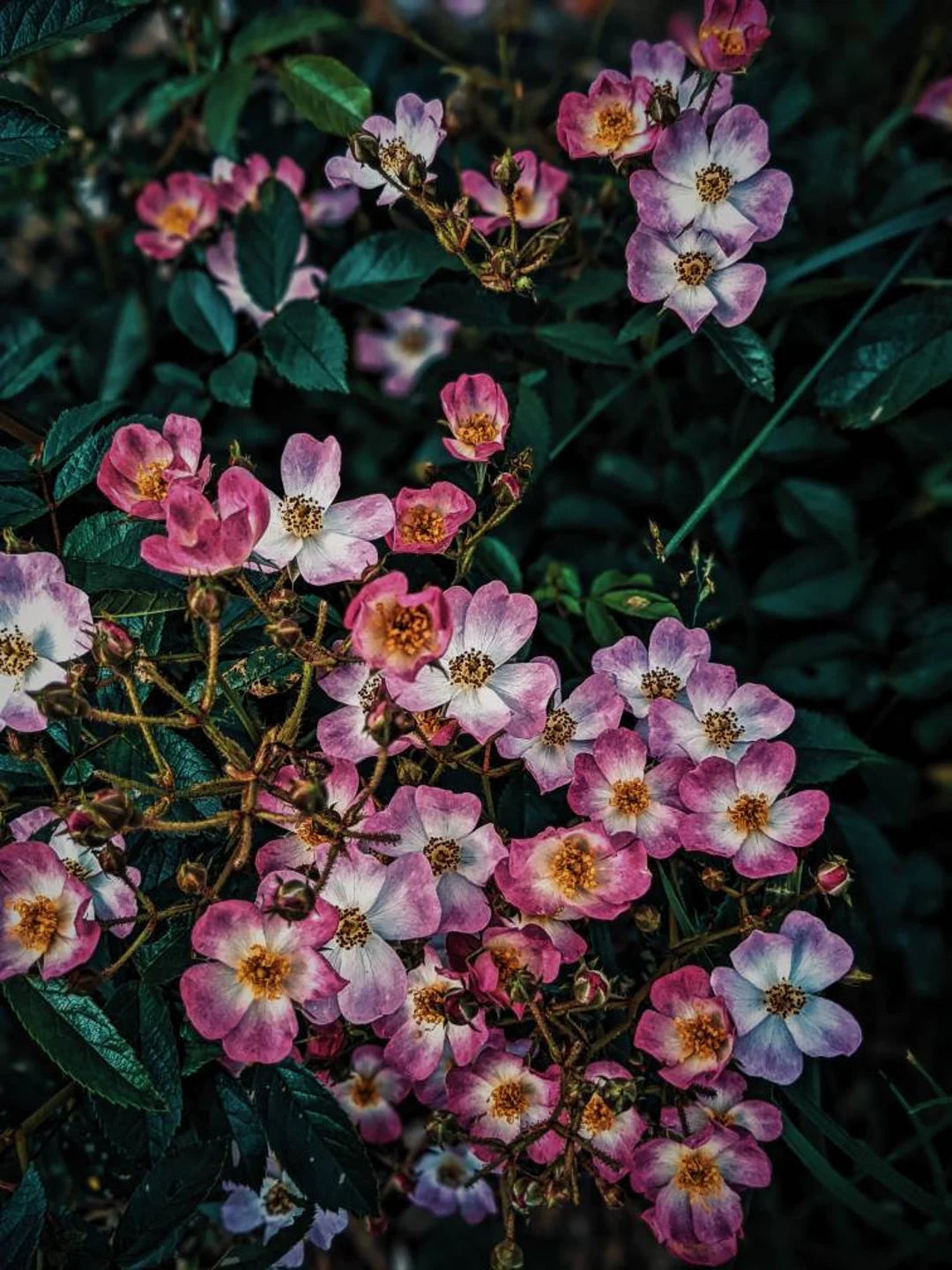 Himalayan Musk Rose Rosa brunonii Seeds for Planting in Garden & Flower Bedhttps://www.rhs.org.uk/plants/16014/rosa-brunonii-%28ra%29/details