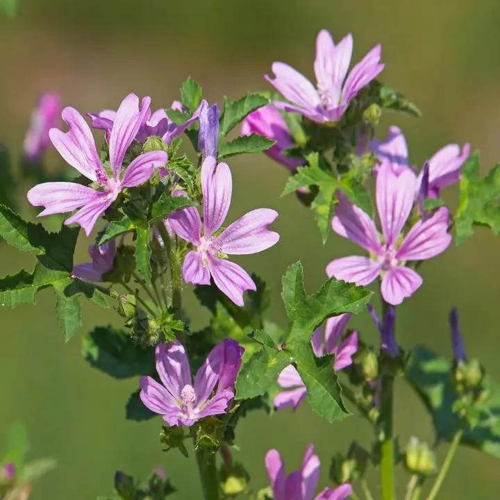 Mallow Flower Seeds for Planting - NON GMO Seeds Dhara Seeds