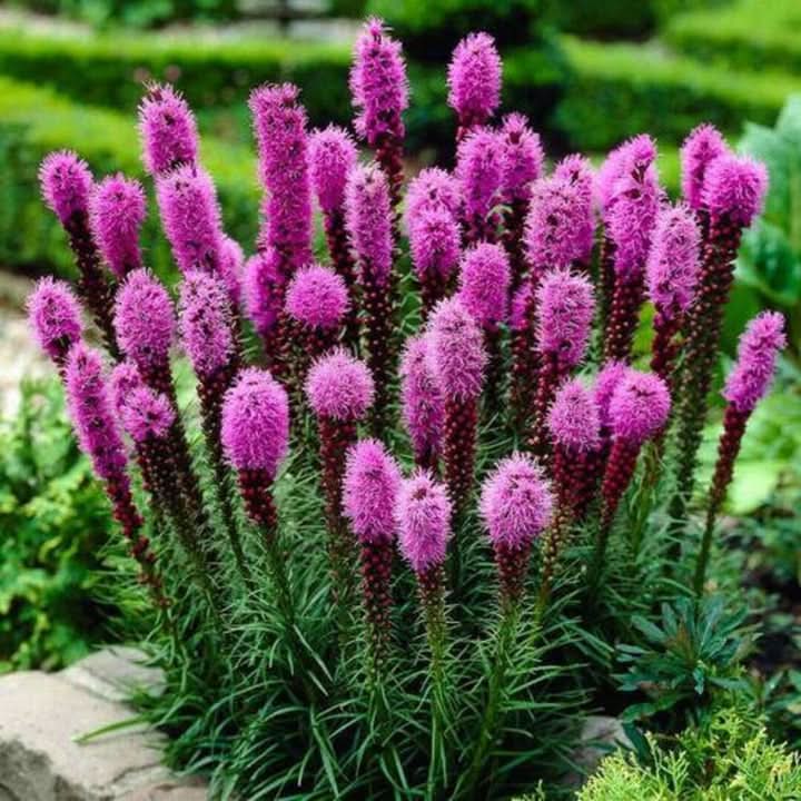 Dense Blazing Violet Star Flowering Seeds for Planting – Tall Pollinator-Friendly Garden Blooms