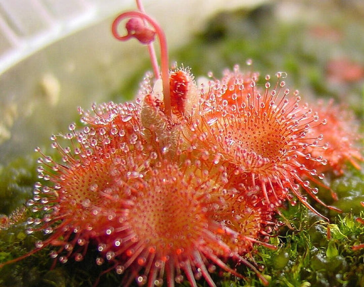 Heirloom Non-GMO Pink Drosera Sundew Flower Seeds for Garden Planting – Unique Carnivorous Blooms