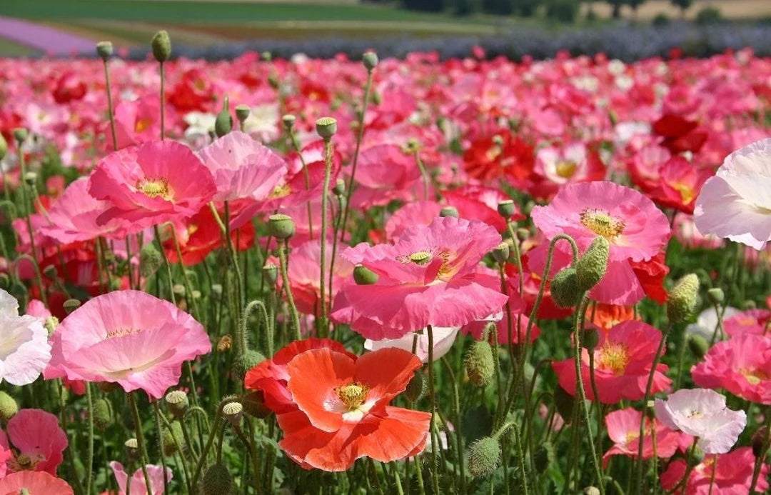 Shirley Poppy Seeds - Mixed Red & Pink