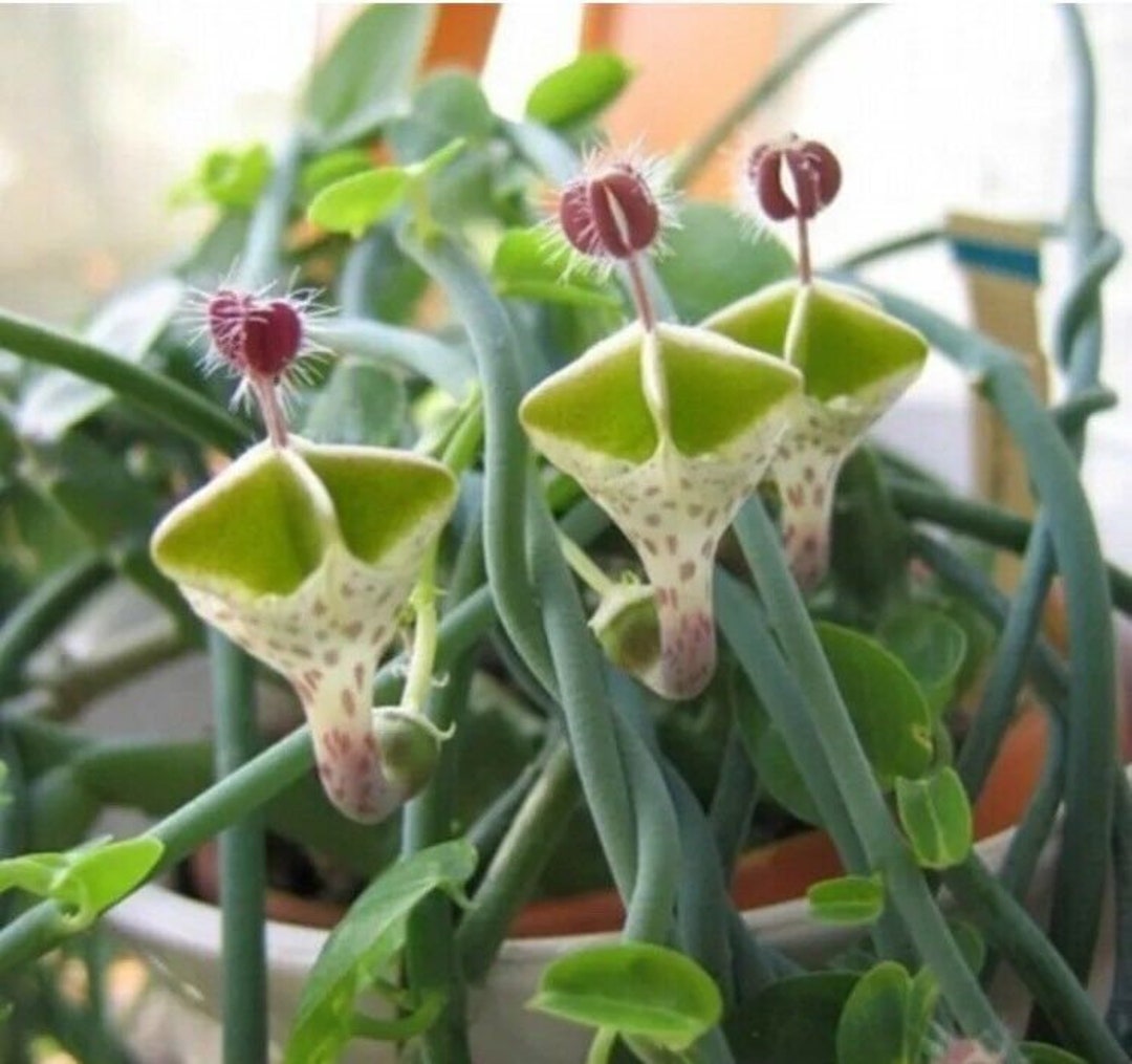 Ceropegia Flower Seeds for Planting - 100 seeds for planting in home garden
