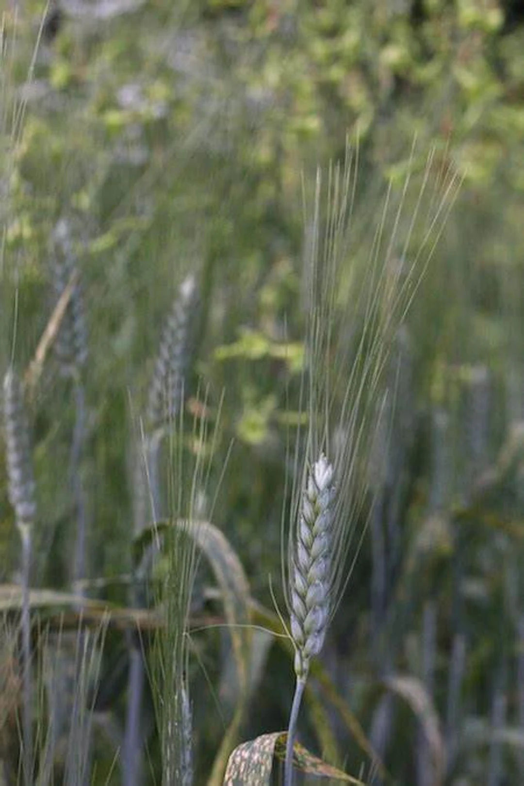 Black Tip Wheat Ornamental Grass Seed