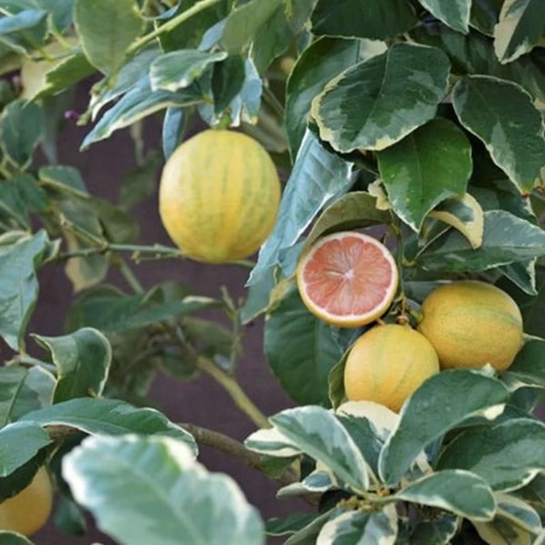 Pink Eureka Lemon variegated Fruit Seeds for Planting Refreshing and Zesty Citrus Fruits