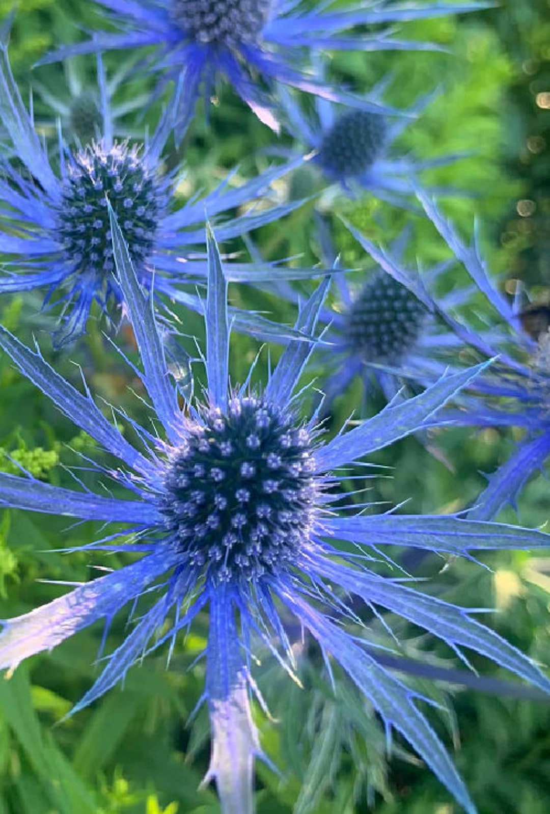 Sea Holly Seeds