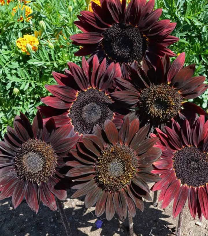 Cherry Sunflower Seeds for Planting – Bold Red Garden Blooms