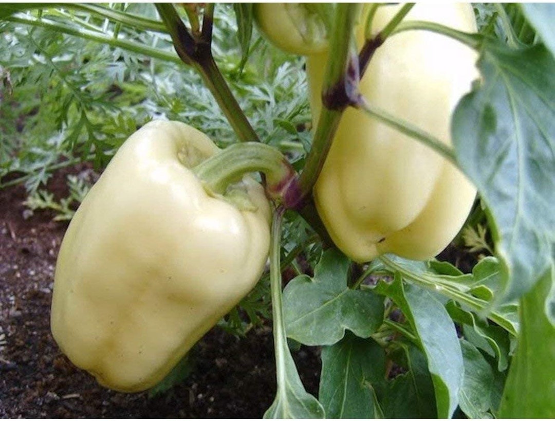 Pepper Capsicum Annuum Organic Open Pollinated Diamond Vegetable Seeds for Planting – Heirloom Variety for Home Garden
