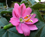 Pink Mollissima Flower Seeds for Planting, NON GMO Seeds Dhara Seeds