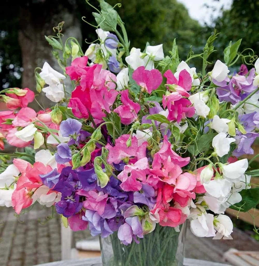 Sweet Pea Seeds (Dwarf) - Bijou Mix