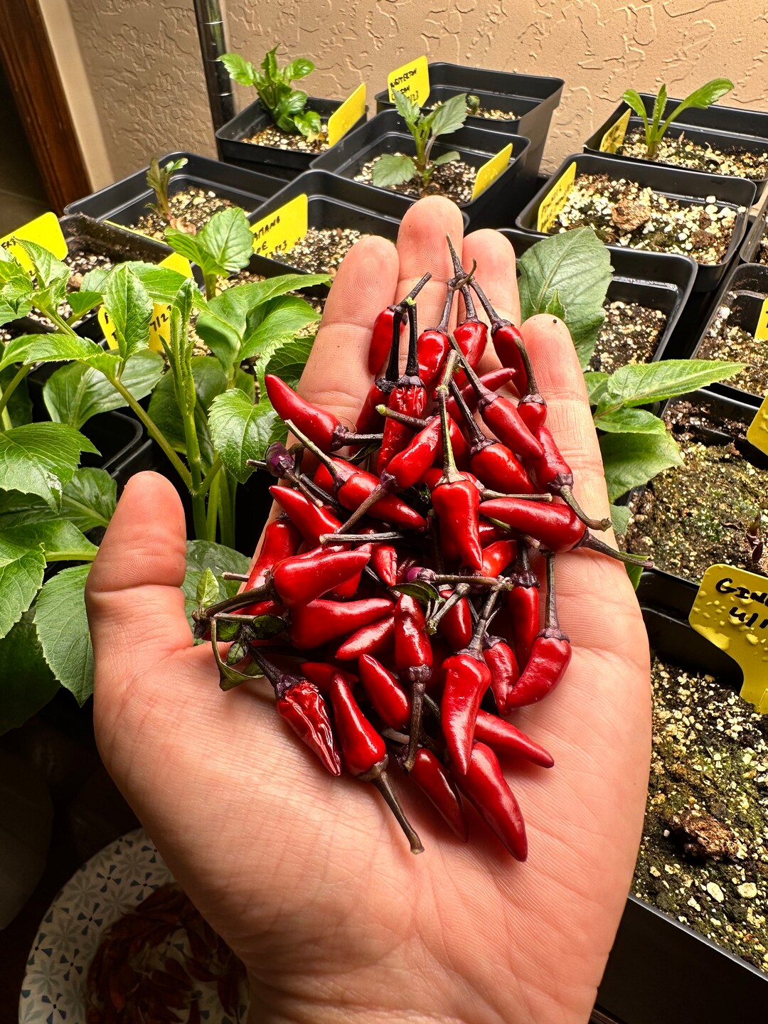  compact Explosive Ember pepper plant with purple foliage and flowers

