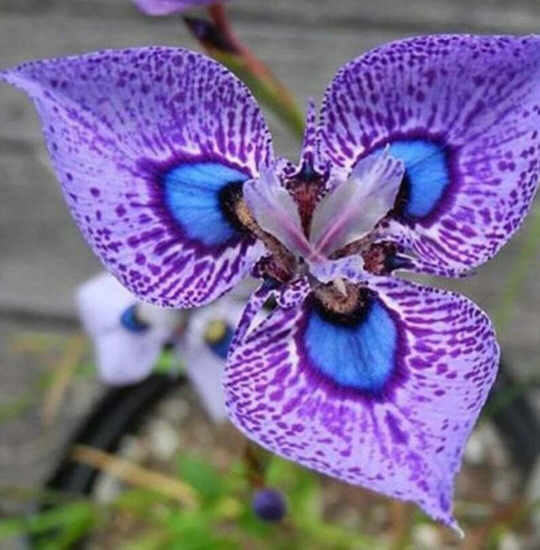 Organic Blue-Purple Phalaenopsis Orchid Seeds for Planting – Heirloom, Non-GMO Seeds
