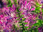 Pink Spiny Spiderflower Seeds for Planting, NON GMO Seeds Dhara Seeds