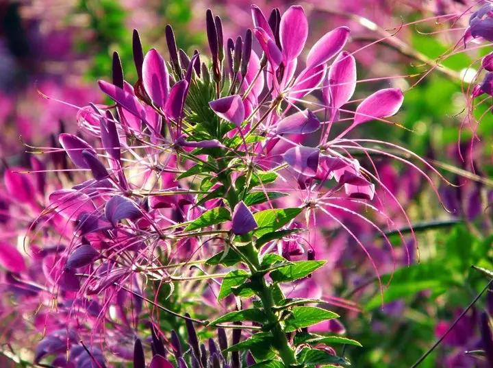 Pink Spiny Spiderflower Seeds for Planting, NON GMO Seeds Dhara Seeds
