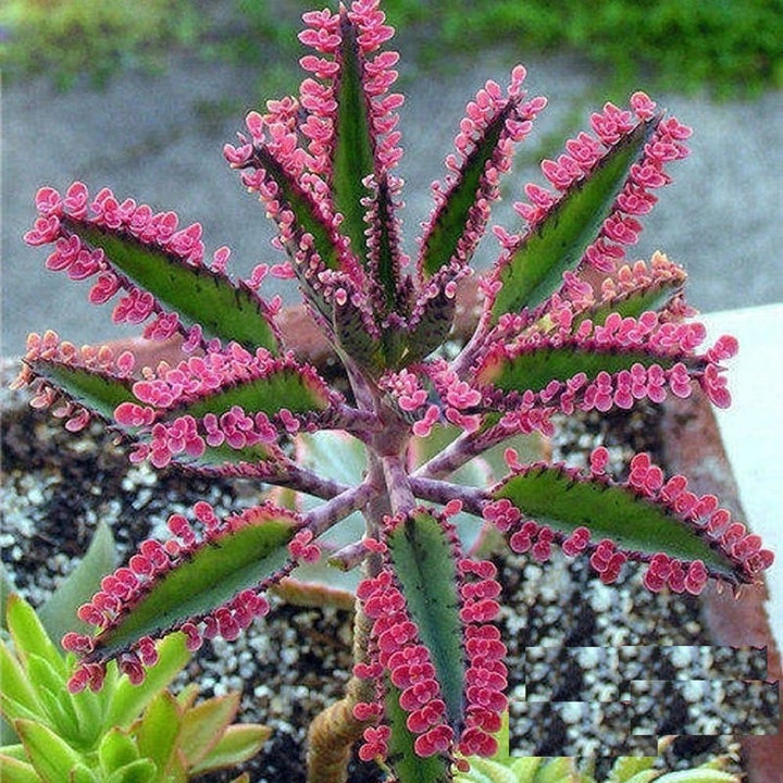 Brown Kalanchoe Bonsai Flower Seeds for Planting - 100