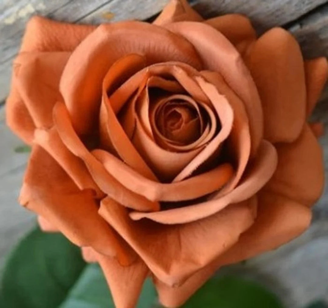 Rose Rosa Hybrida Tyrant Gold Flower Seeds for Planting – Unique Yellow Rose for Garden Borders and Floral Arrangements