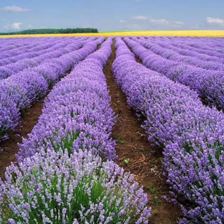 Heirloom Non-GMO Provence Lavender Flower Seeds – Pink Blooms for Planting