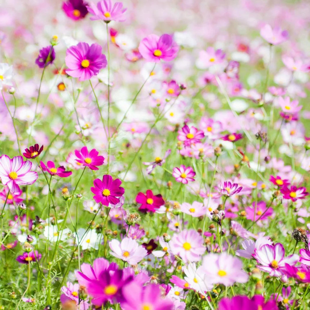 Cosmos Seeds - Pastel Mix