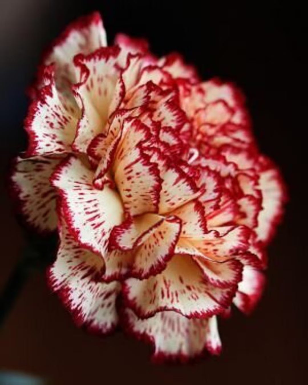 Red White Carnation Flower Seeds – Heirloom, Non-GMO, Classic Beauty for Garden Planting