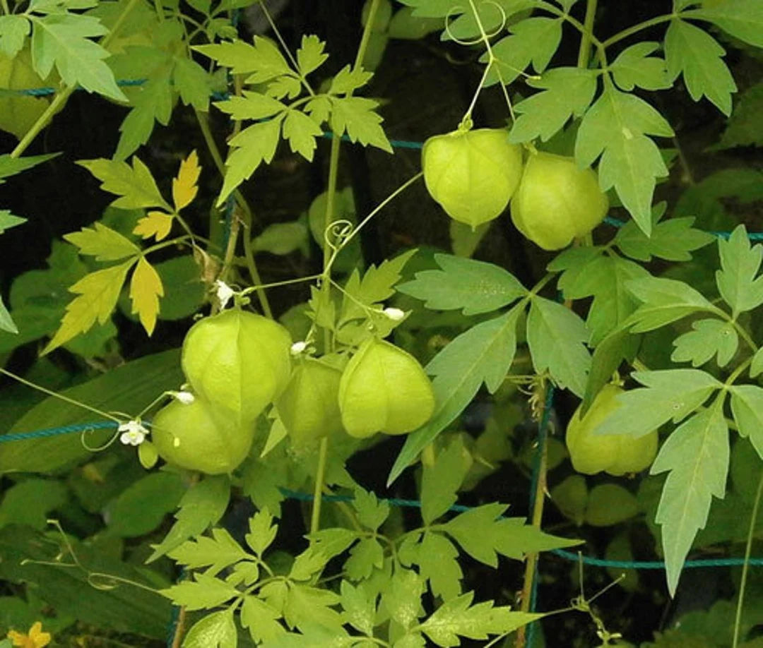 Balloon Vine Cardiospermum halicacabum ornamental vine seeds for backyard trellis and vertical gardening