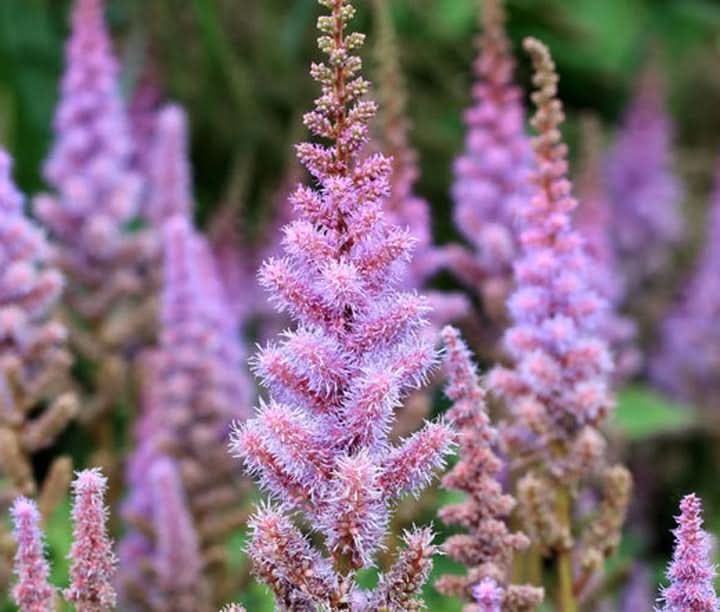 Astilbe Pumila Flower Seeds for Planting – Shade-Loving Perennial Blooms
