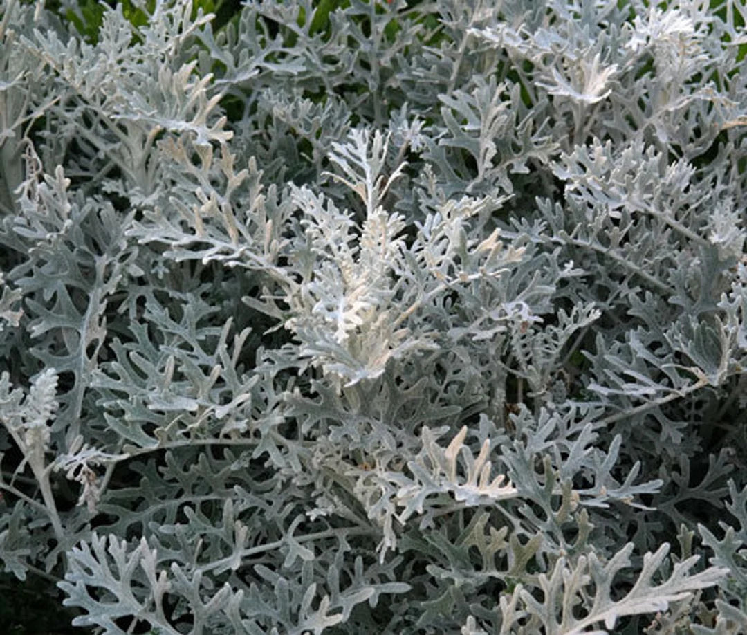 Grey Dusty Miller Plant Seeds for Planting heirloom & Non-GMO Seeds
