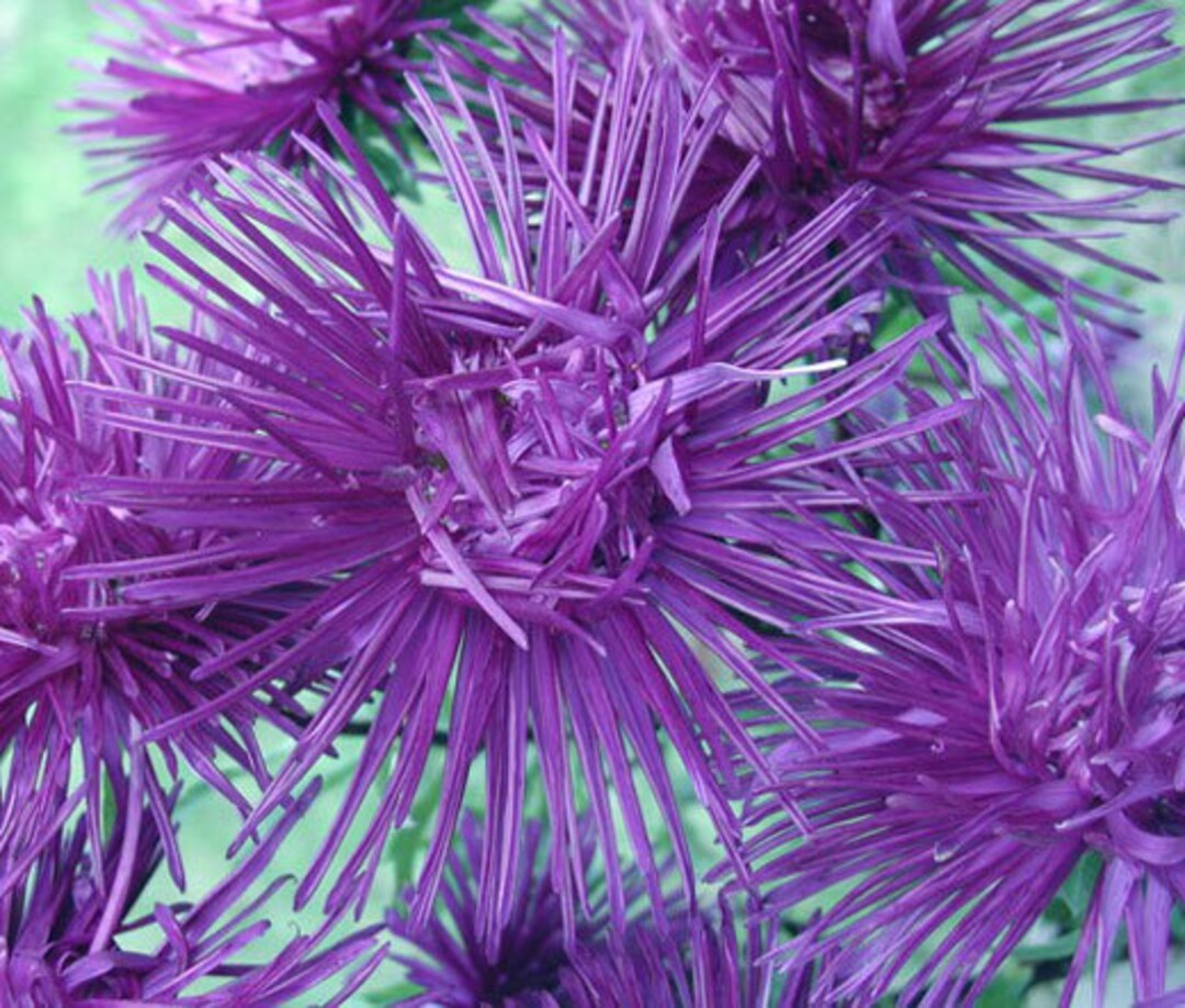Aster Callistephus chinensis Nadel Unicum Flowering Seeds For Planting in home garden or seasonal beds