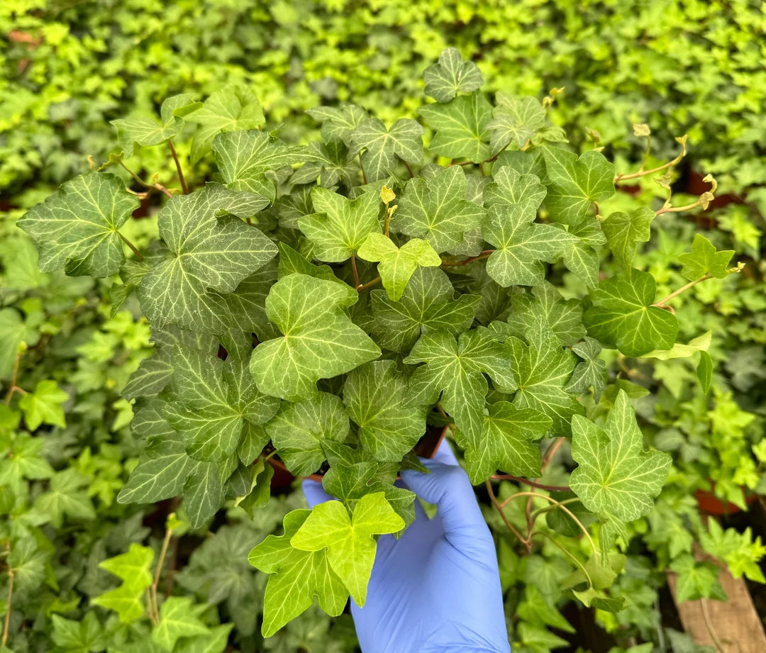 Ivy Plant Seeds for Lush, Verdant Greenery