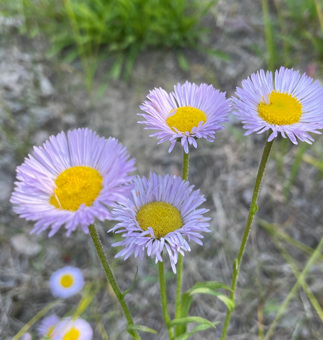 Purple Erigeron Flower Seeds for Planting, 100 pcs for planting in your garden.