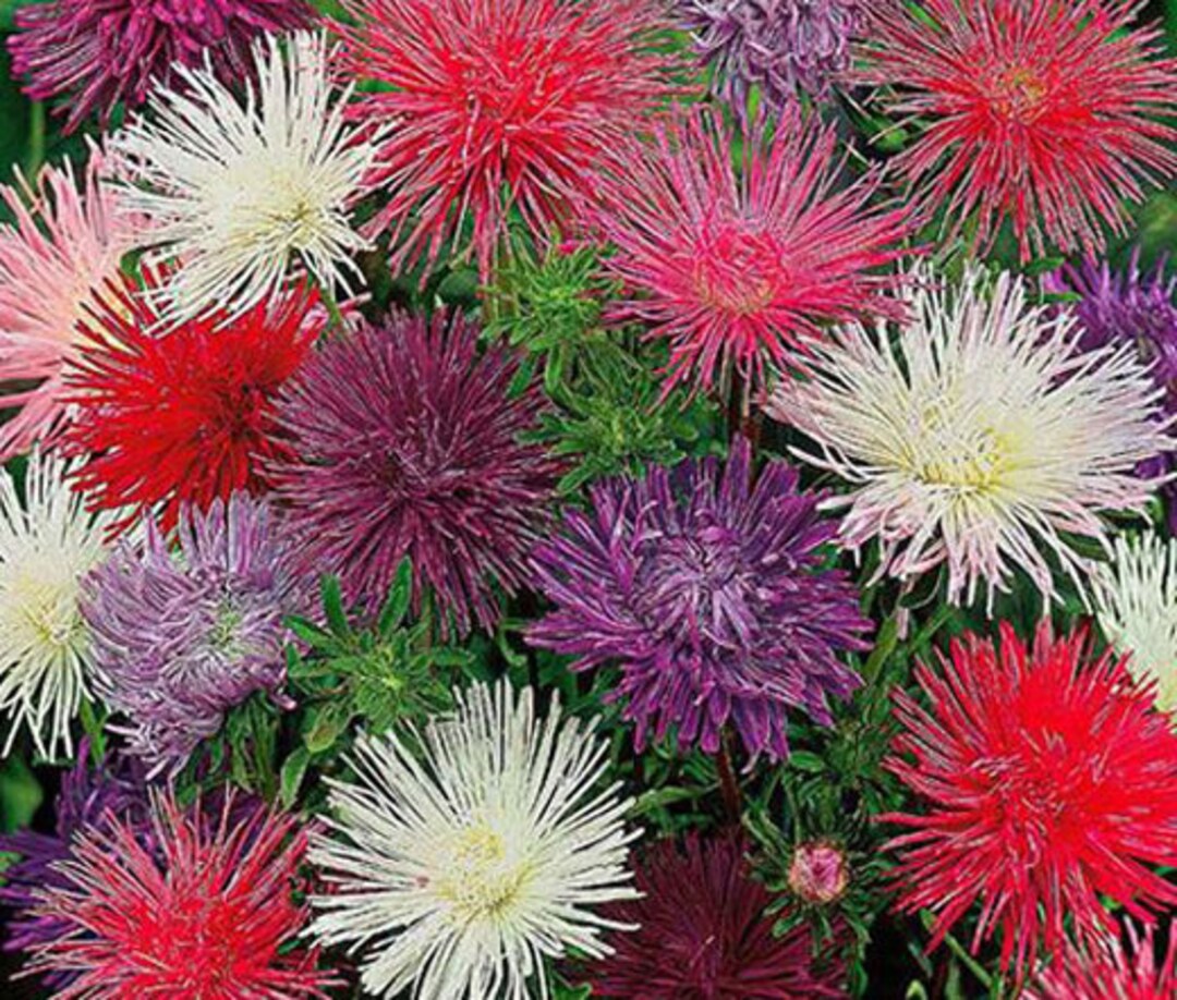 Aster Callistephus chinensis Nadel Unicum Flowering Seeds For Planting in home garden or seasonal beds