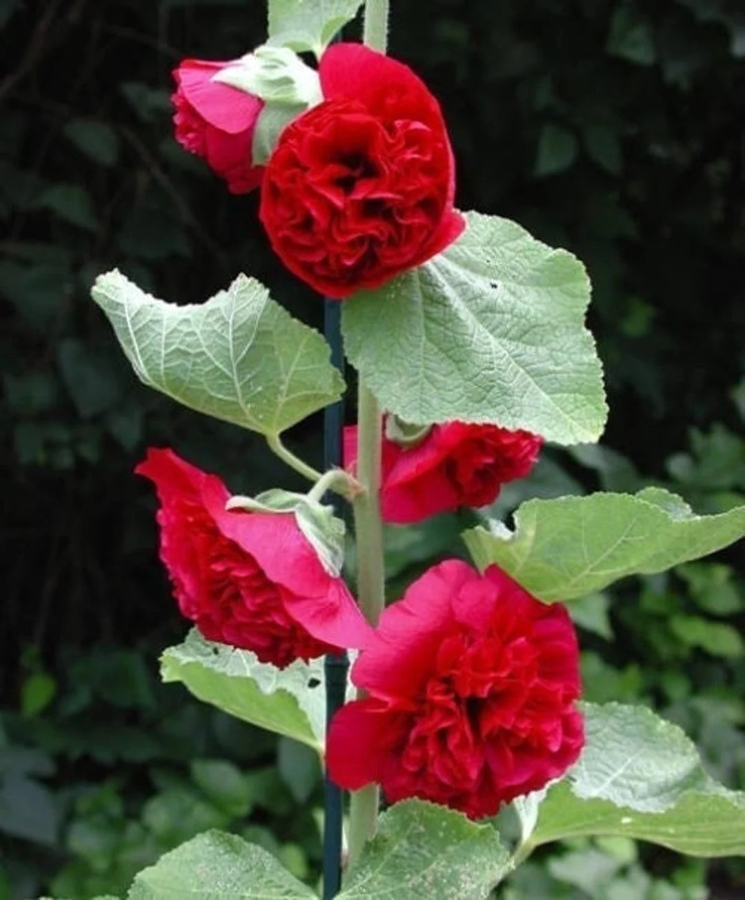 Hollyhock Seeds - Chaters Double Red