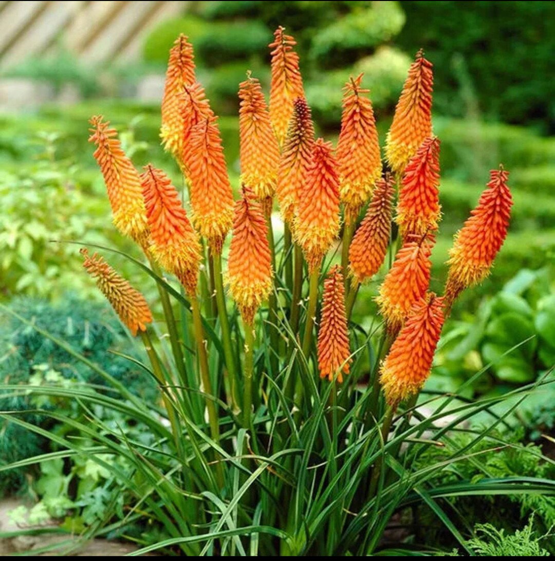 Uvaria Flower Seeds for Planting, Red Variety, 100 pcs for planting in your garden.