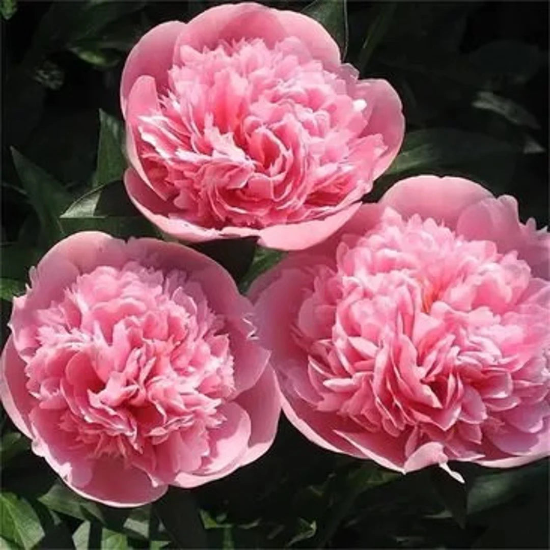 Sorbet Double Bloom Peony Flower Seeds Paeonia lactiflora for Heirloom Patio Planting