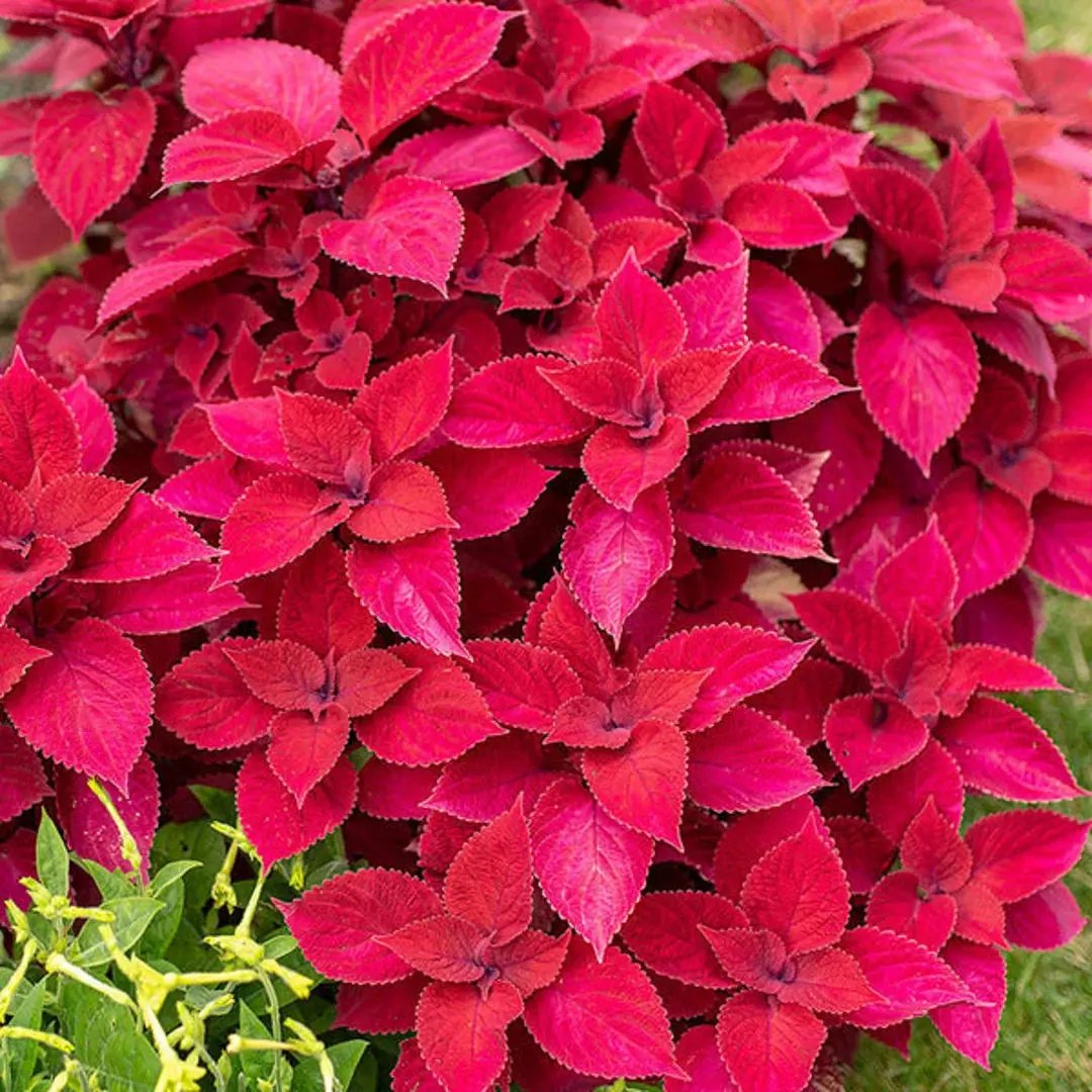 Pink Coleus Plant Seeds for Planting - Heirloom and Non-GMO Garden Seeds for planting in home garden