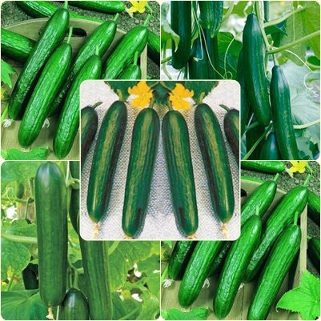Cucumber Geym Cucumis sativus vegetable seeds for planting in vertical garden or backyard gardening