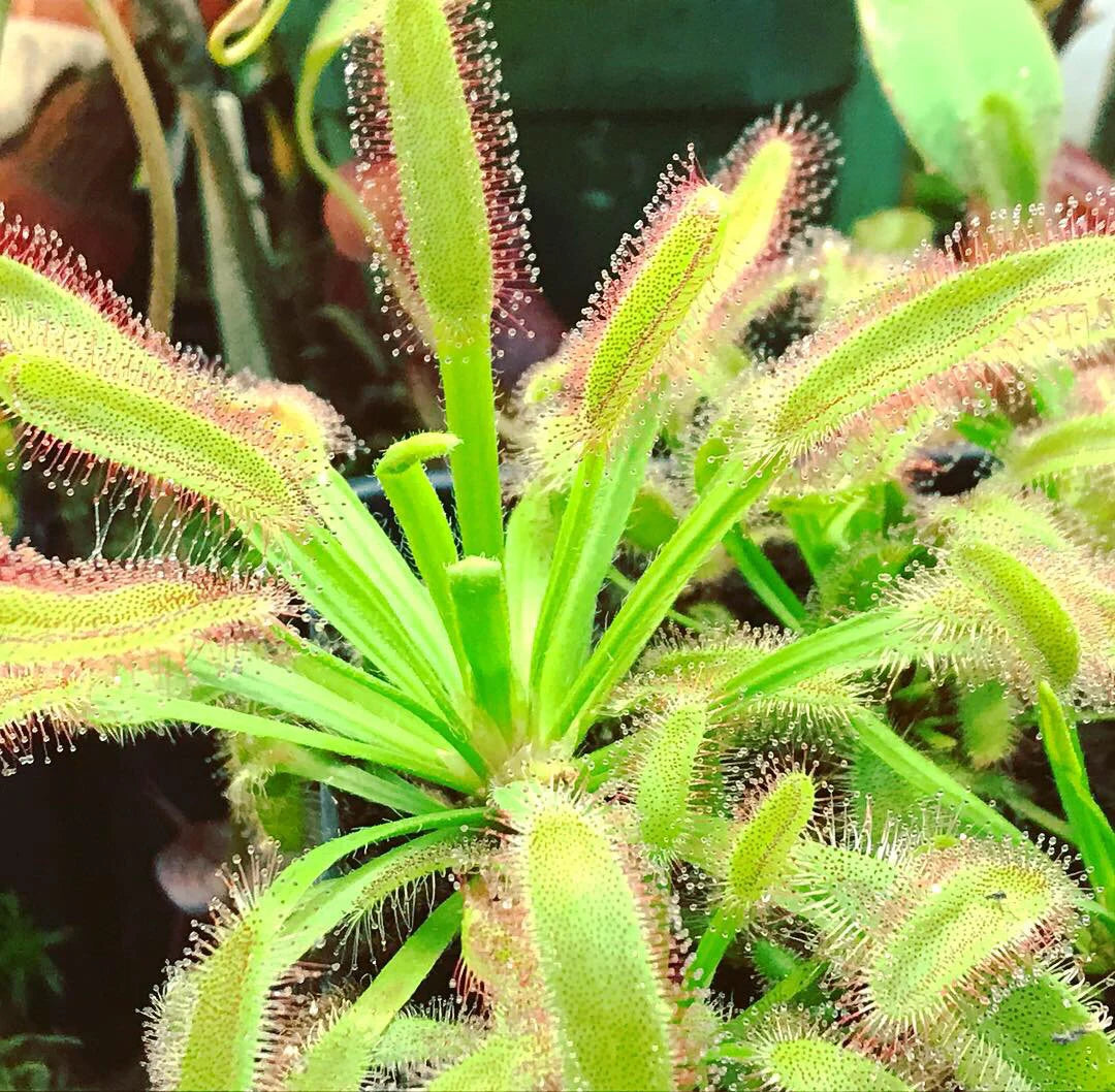Drosera Capensis - Cape Sundew SEEDS ( seeds) – Heirloom, Non-GMO