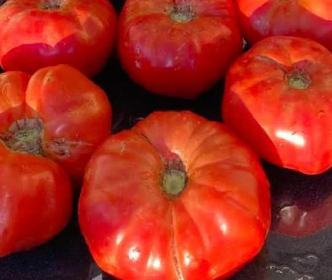 Box Car Willie Heirloom Tomato Seeds for Planting